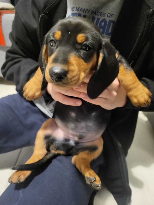 Pui Teckel– Vaccinați & Deparazitați, Caută Cămin