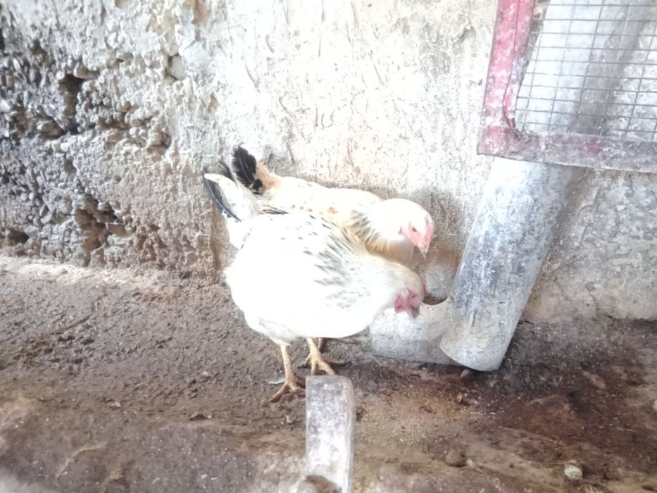 Бял Легхорн ярки на 5месеца