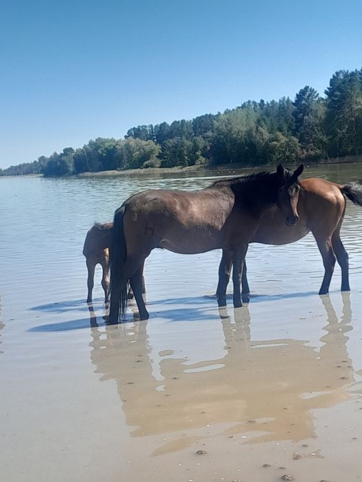 Кысыр байтал 3.5 жасар