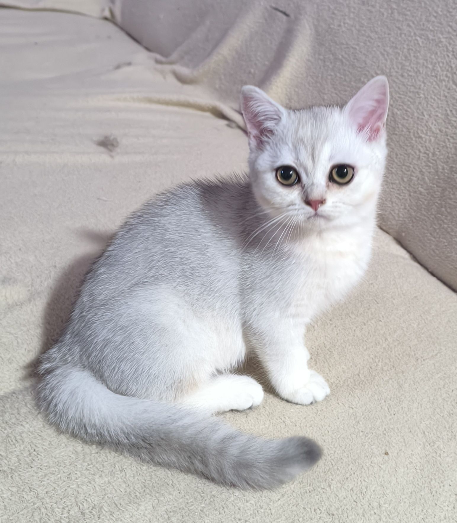 Шотландский скоттиш страйт