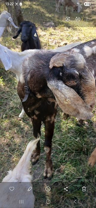 Tap anglo nubian schimb cu pui de Kangal