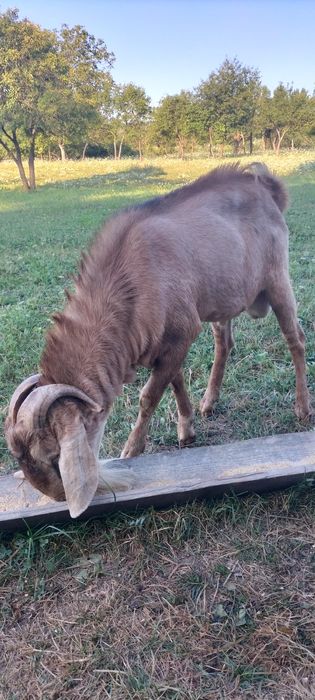 Vind sau schimb țap de rasa anglonubian
