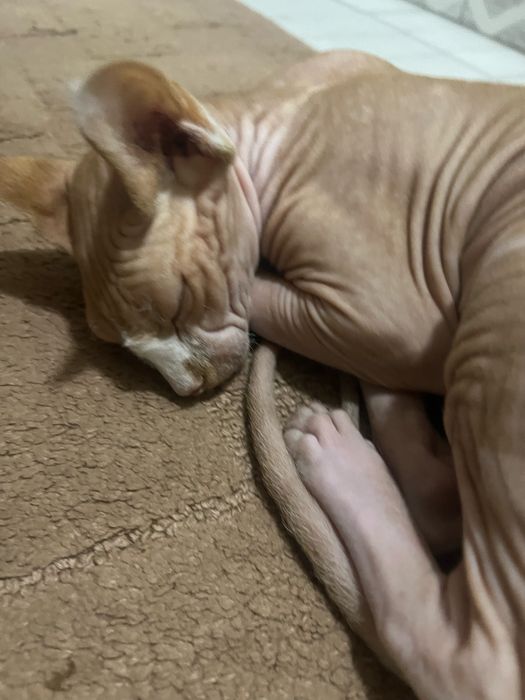 Сфинкс 11 месяцев мальчик кастрированный