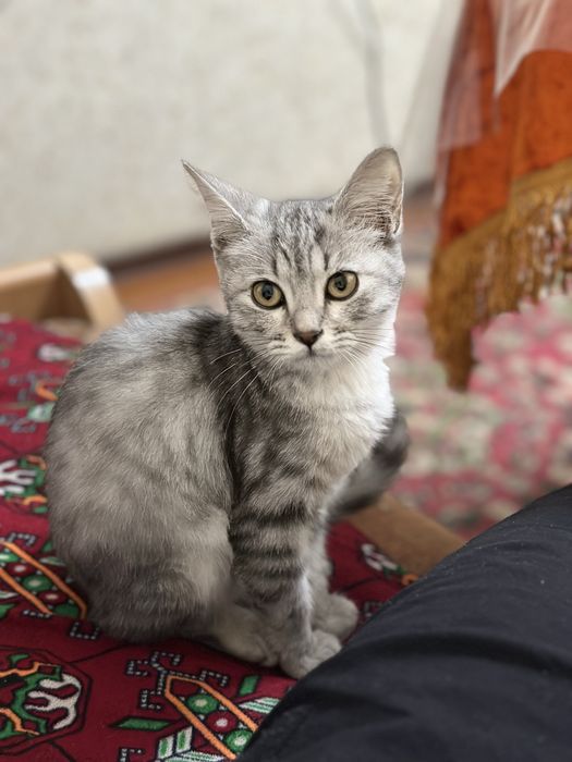 5 oylik mushuk harakteri sovg’a uu juda zor