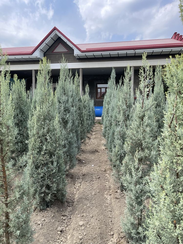 Aksiya Arizoniski kiparis sotiladi boyi 2m 100$, 2.5m 140$,3m 170$