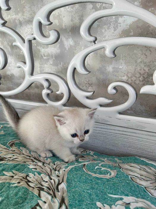 Поинт Шиншилла тозза зоттор. Кони тоза козлари кук