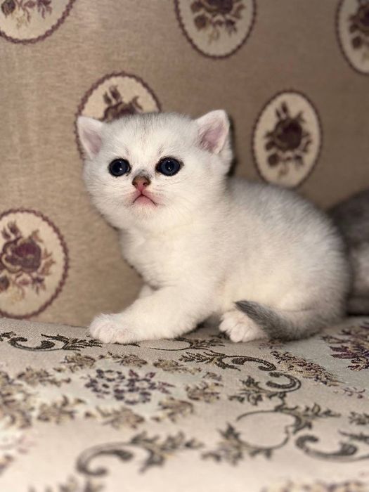 Чистокровные Британские котята, возраст 2 месяца