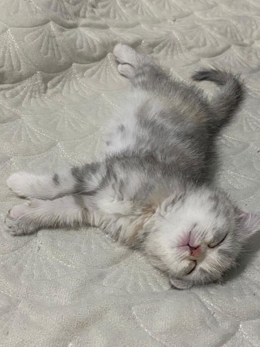 Котенок шатланка