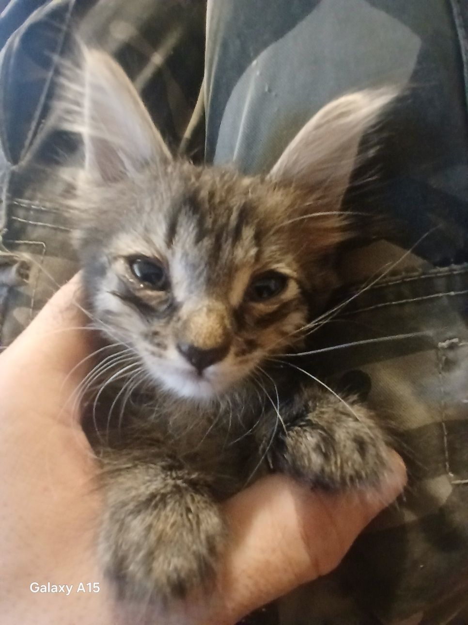 Котята двух месячные