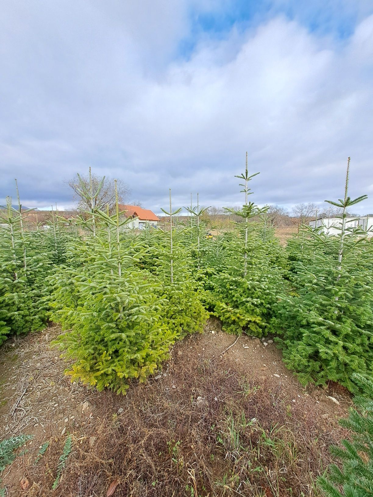Brazi   nunta, Craciun, plantare      ABIES Nordmanniana