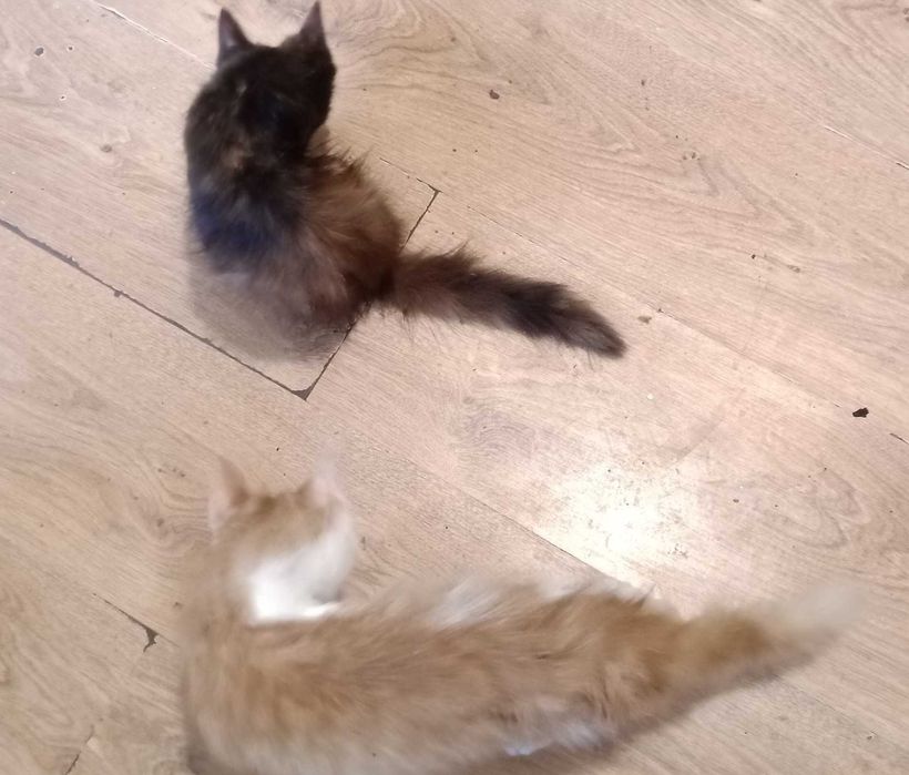 Pisici pentru adoptie