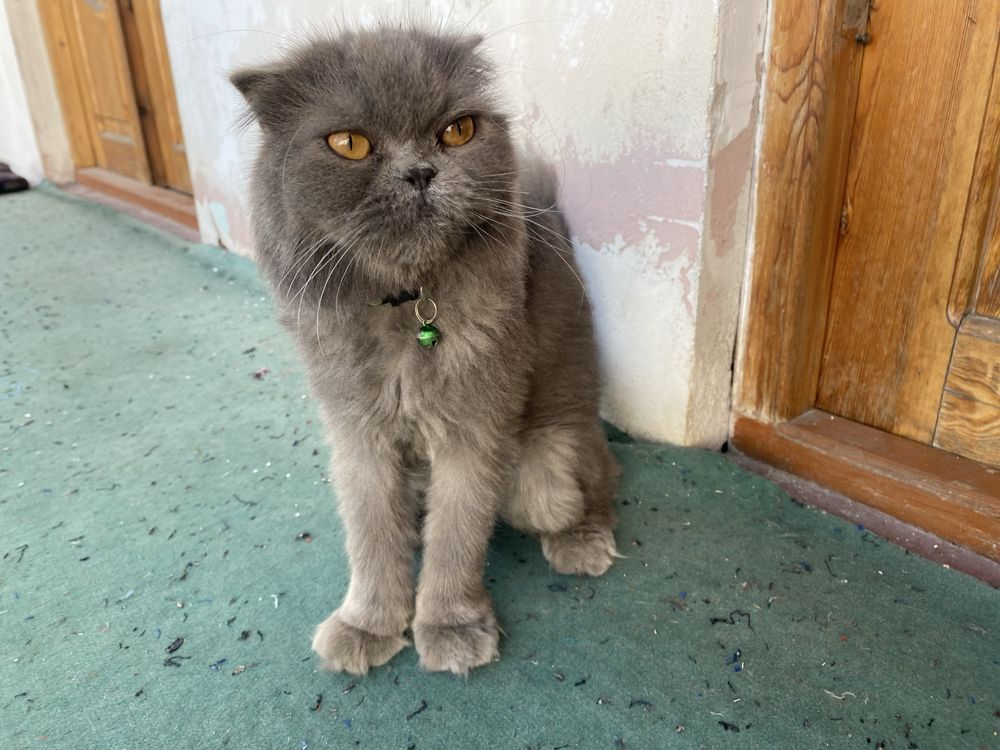 Mushuk scottish fold arzon