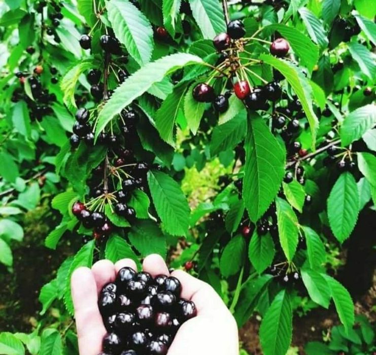 Cires (Amar De Maxut )