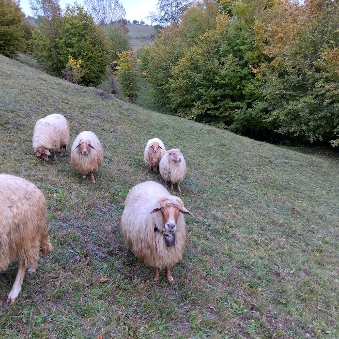 Cinci oi disponibile