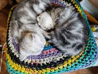 Котята Скоттиш Страйт