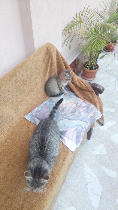 Donez 1 pisoi/pui de pisica cuminte și jucăus