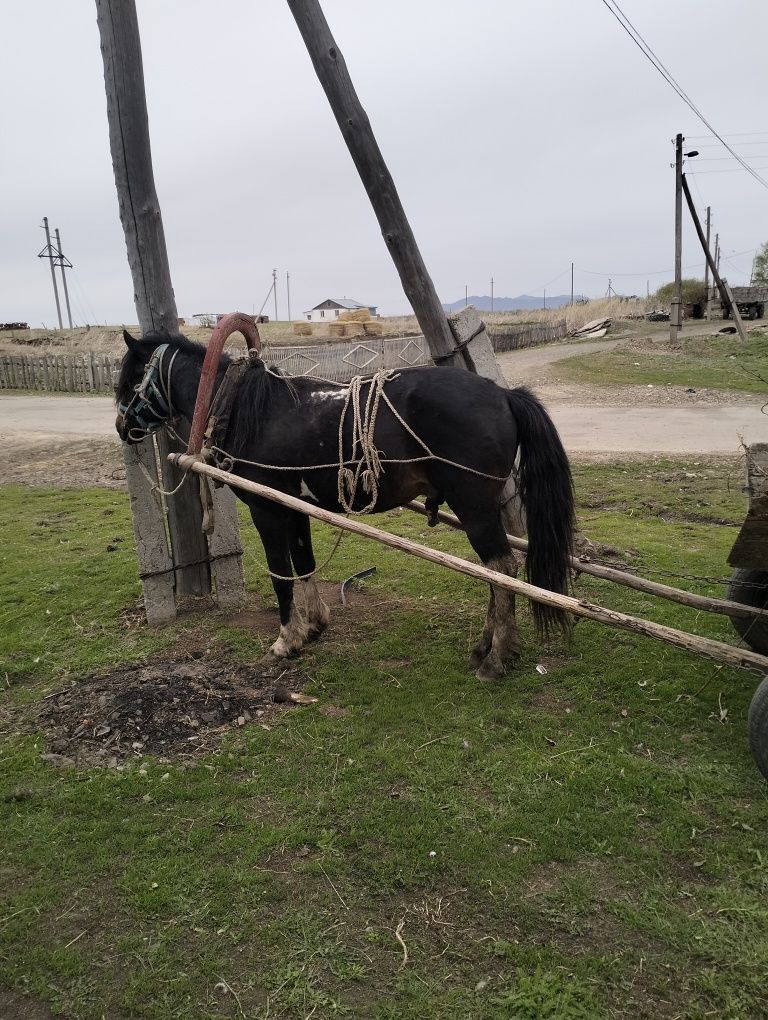 Айғыр сатылады 9 жаста