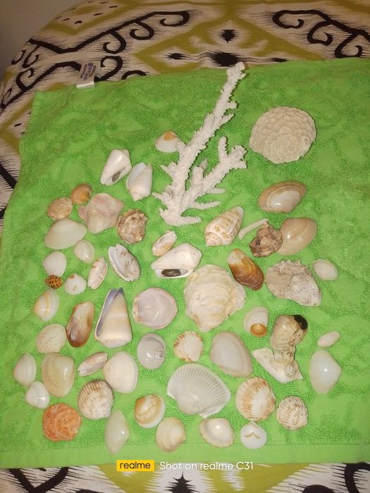 Ракушки морские из Дубая