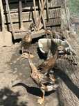 Rațe indiene alergătoare 2 perechi (4 luni)