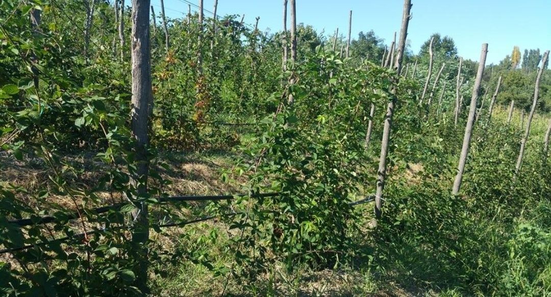 Vând puiet de mure fără spin, soiul thornfree