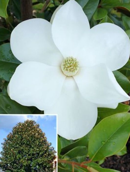 Magnolia Grandiflora la Ghiveci