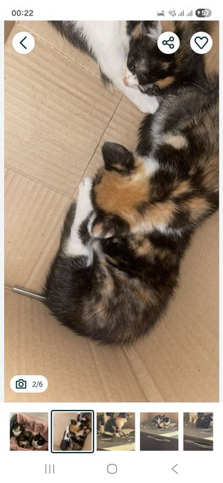 Именно такого окраса котёнка девочку возьму