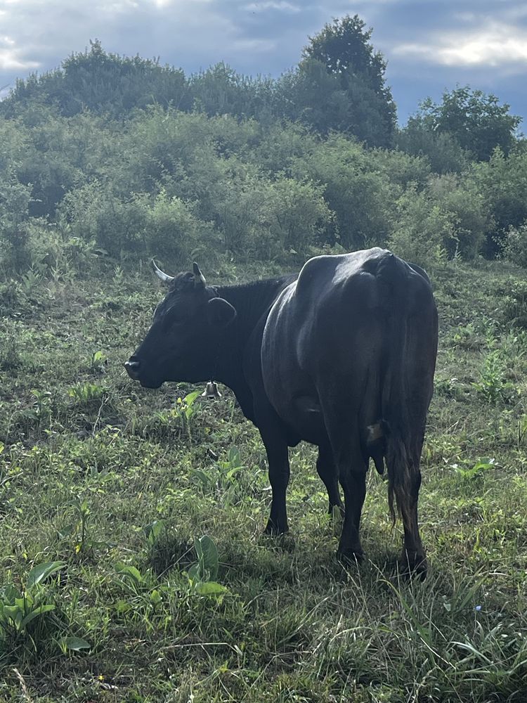 Vand vaca buna de lapte