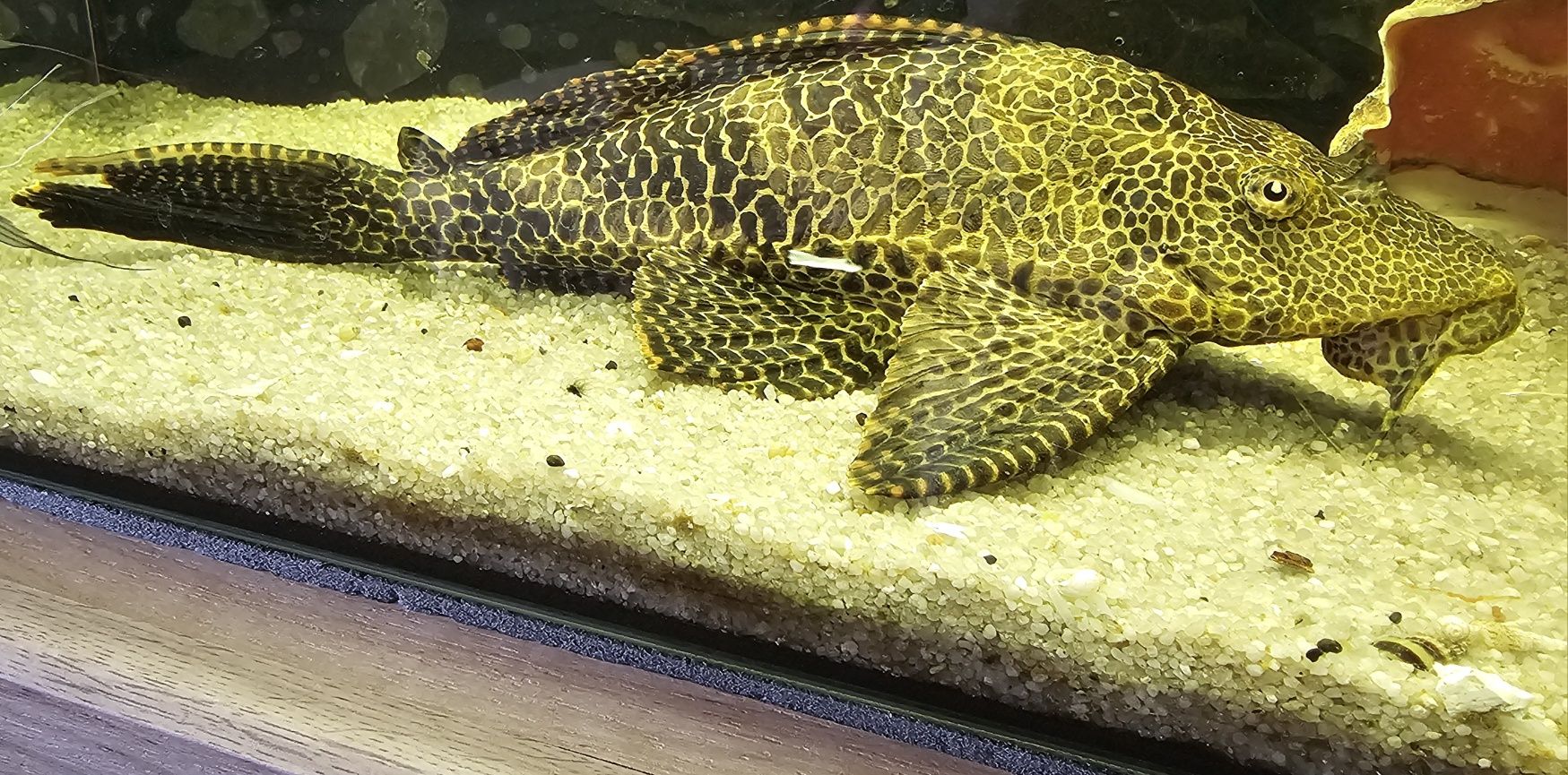 Pleco - Pterygoplichthys gibbiceps