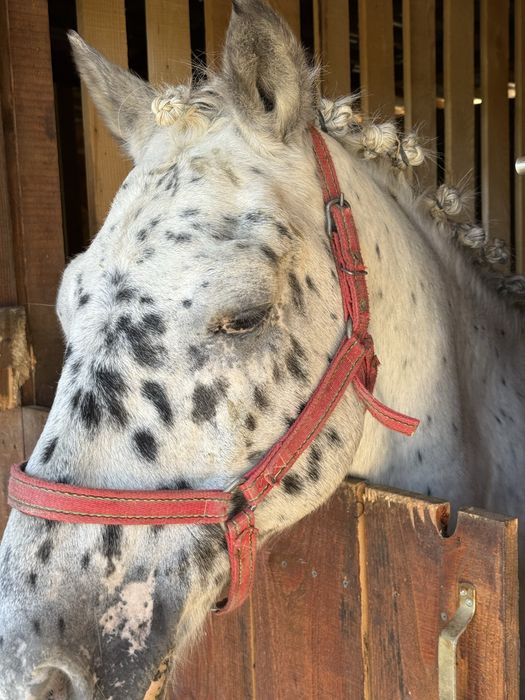 De Vanzare Pereche Cai APPALOOSA