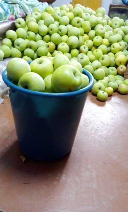 Продам домашние яблоки зимний сорт, при правильном хранении сохраняютс