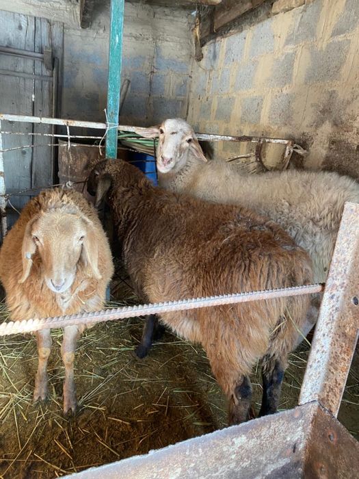 Продам овец           .