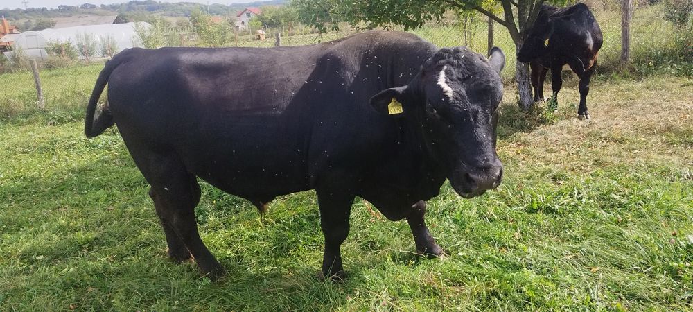 Vand taure angus brun