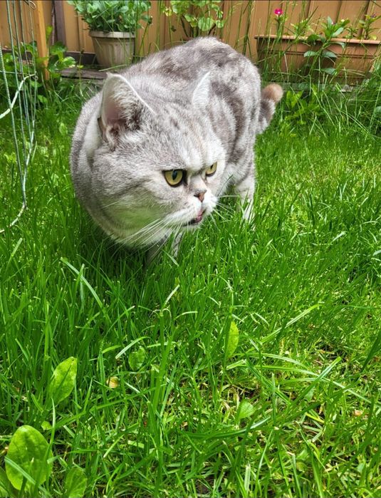 Отдам кота в добрые руки