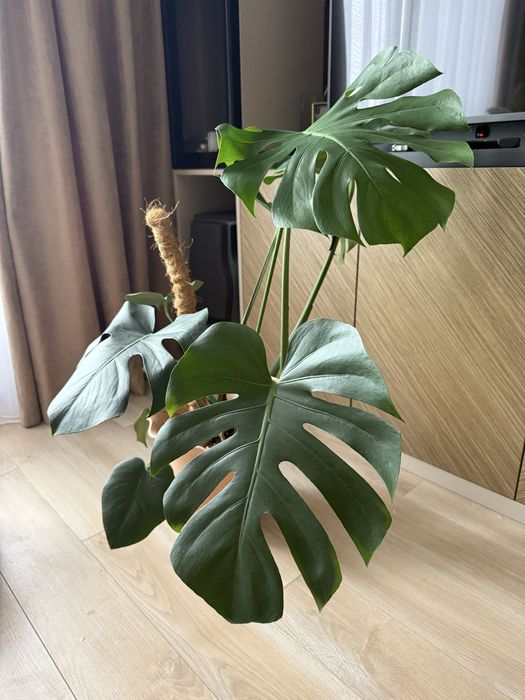 Продам комнатное растение монстеру