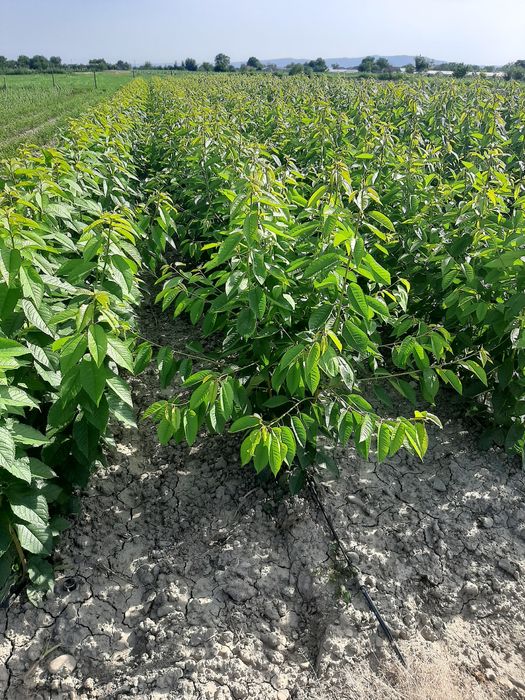 Pomi fructiferi certificati