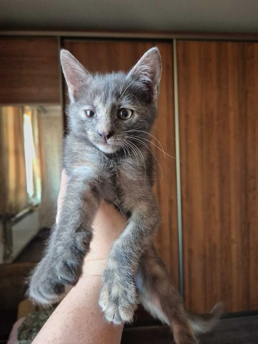 отдаём кошку в добрые руки