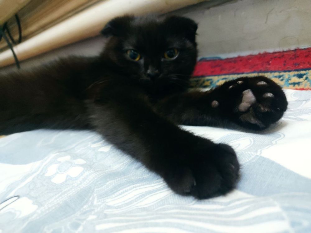 Кошка шотладская