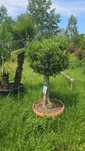 Măslin brad prunus