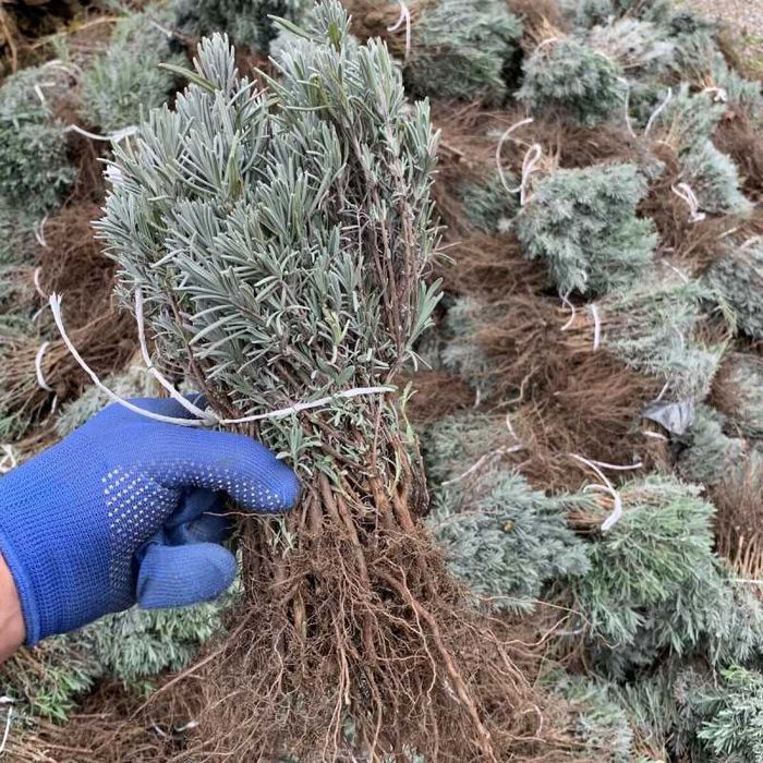 Lavanda Sevtopolis butasi 30 cm pentru curte sau plantatii
