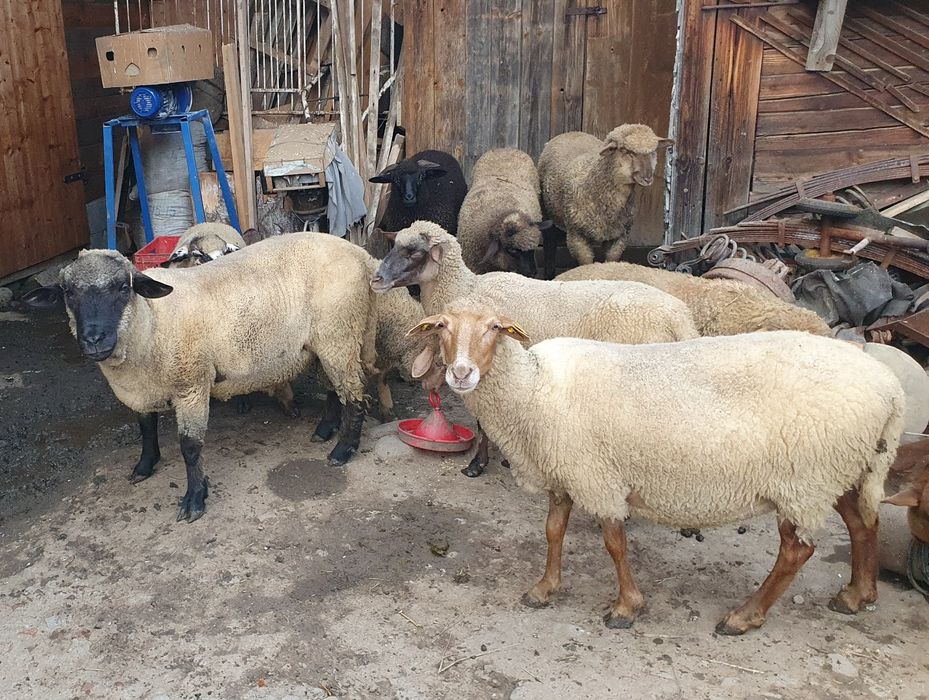 Vand berbec suffolk din 2024