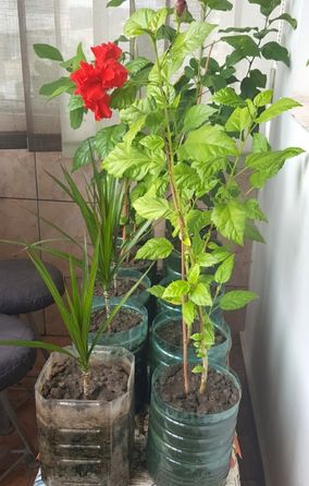 Trandafiri chinezeşti cu flori de culoare roşu