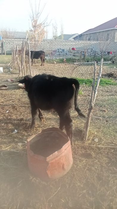 Бұзау сатылады. 7айлық багасы 160мың саудасы бар