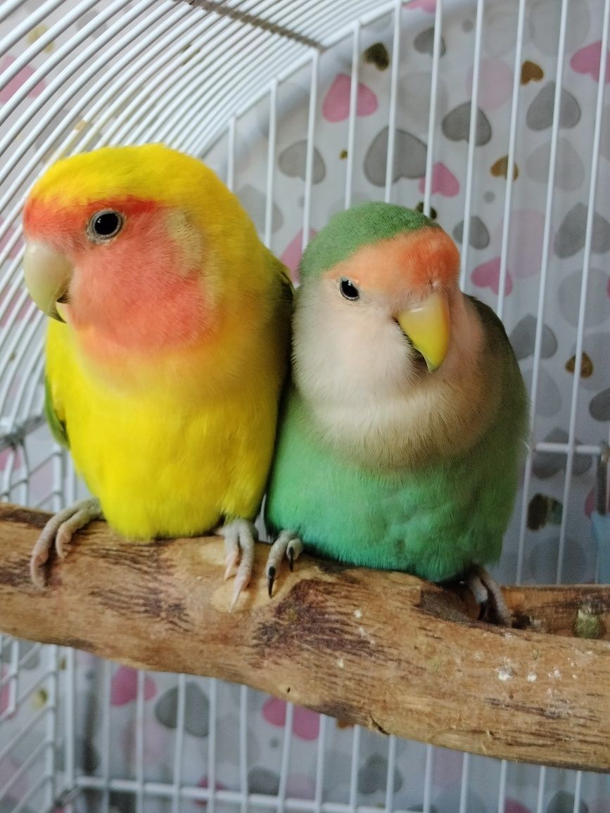 Pereche de papagali Agapornis