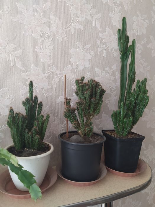 Кактусы из Турции, цветочные горшки больших размеров