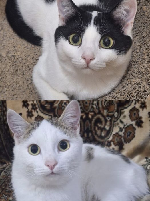 Отдам кастрированных котиков