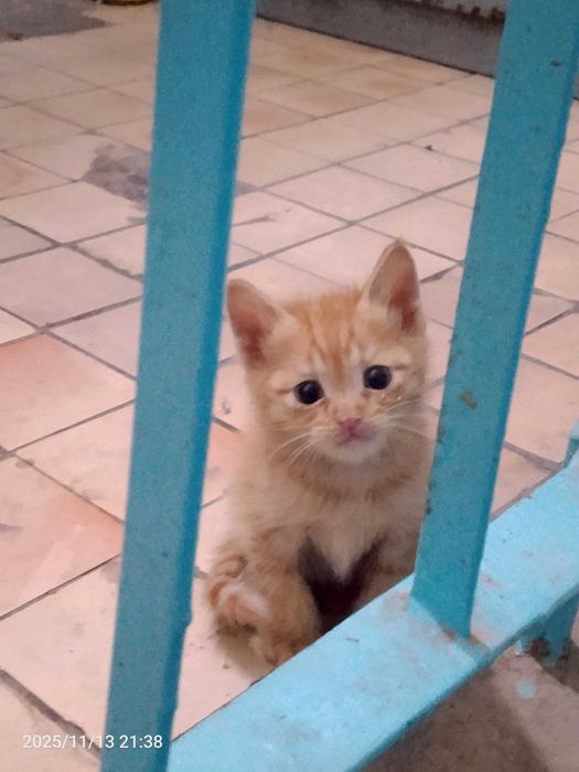 Ищет любящую семью маленькое рыжее чудо