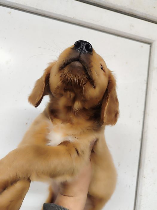 Donez cățelușa golden retriever