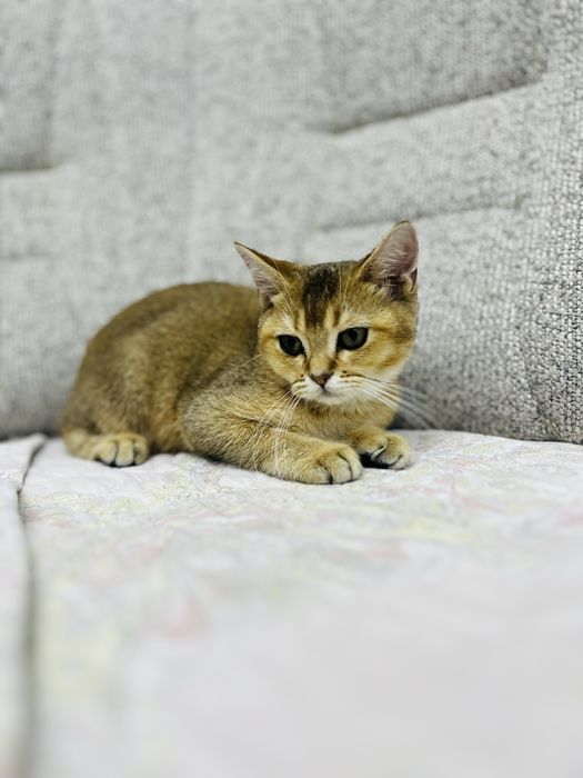 Zolotaya shinshila srochno pul kere