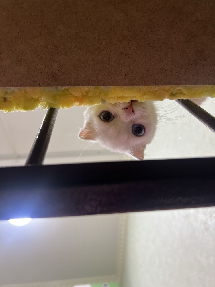Потреялся котенок