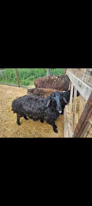 Марқа қозылар бар,бағасы 35,55 аралығында